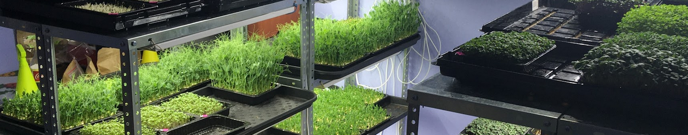 [GreenMan] [Николай Сабзир] Все о Микрозелени. Хоч_0.png